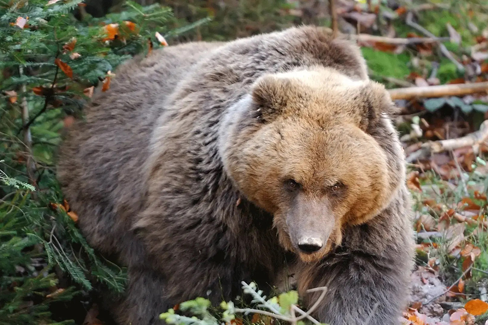 Idaho Bowhunter Survives Grizzly Attack After 24 Shots to Bring Down the Bear